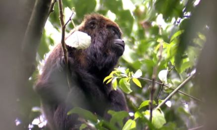 501 macacos morreram em pouco mais de um ano por febre amarela no Estado de SP